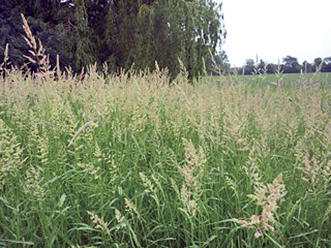 Reed Canary Grass