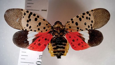 The adult Spotted Lanternfly