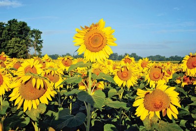 Sunflower fields