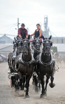 Draft horses in fair