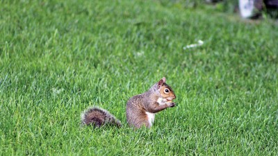Feeling nutty