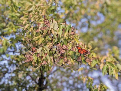 Butterflies resting