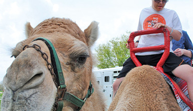 Hump Day featured