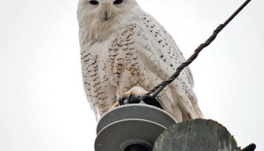 Snowy owl