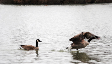 Late winter dip