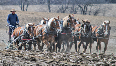 Early plowing