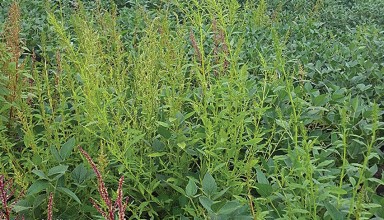 Waterhemp grows in an area farm field