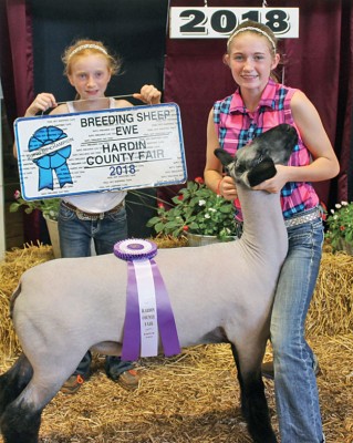 Champion breeding ewe