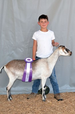 Champion Jr. Lamancha