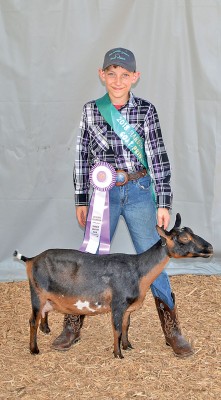 Reserve senior Nigerian dwarf