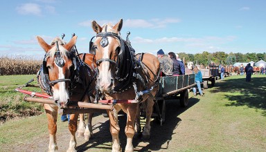 Forestry Field Day horses