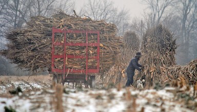 Corn harvest