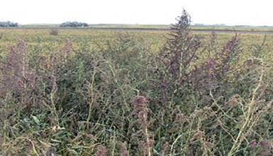 Waterhemp growing in soybean field