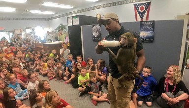 Olive Baboon