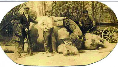A dead elephant in Kenton