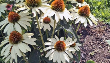 Visit the Night Whites