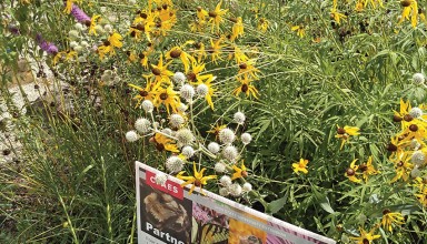 Pollinators in action at Friendship Gardens
