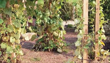 Variety of gourds at the gardens
