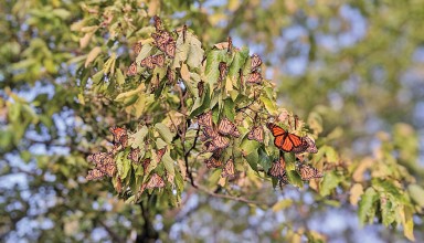 Butterflies resting